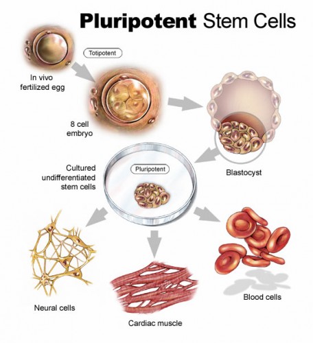 Nanog, Pou5f1, and Sox19b, which were shown to control zygotic genome activation, are also the master regulators of stem cell pluripotency. Image Courtesy of Brown University Division of Biology and Medicine.