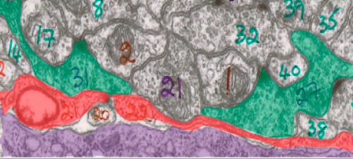 Epidermal cells (purple) are in close contact with glia (red) which are in turn in close contact with neurons (green). Courtesy of Professor Colón-Ramos.