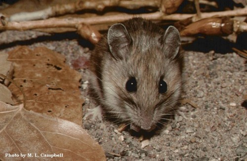 A white-footed mouse (Peromyscus leucopus), one of two species in Snell-Rood’s study that displayed a difference in brain size between urban and rural populations. Courtesy of M.L. Campbell.