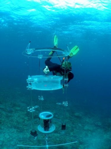 The o-DISC was used to help gather data about the swimming activity and bearing relative to their home reef of larvae. Courtesy of Michael Kinsgford.