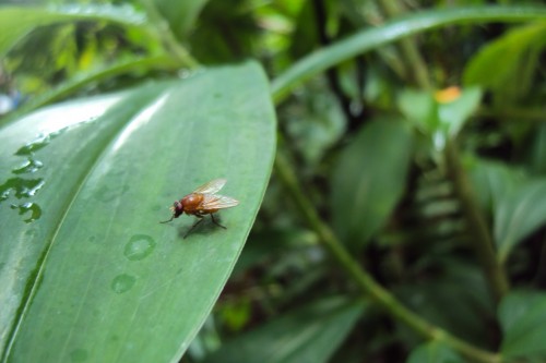 …was engineered into a molecule that can read this fruit fly’s mind. Courtesy of Eric Gibcus/Nuzrath Nuzree.