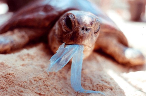 Many marine organisms, like this sea turtle, can confuse plastics for food. Courtesy of Queensland Conservation.