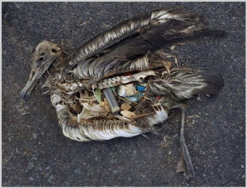 This bird’s stomach contents are almost entirely composed of plastics, which were the likely cause of its death. Courtesy of Chris Jordan.