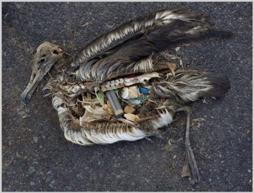 This bird’s stomach contents are almost entirely composed of plastics, which were the likely cause of its death.  Courtesy of Chris Jordan.