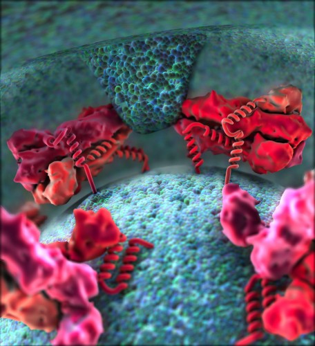 Viral proteins on the surface of the virus form a fusion loop and pull the viral membrane and endosomal carrier vesicle (ECV) membranes together, releasing the virus' genetic material into the ECV. Courtesy of Yorgo Modis.