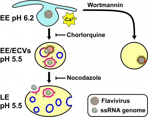 Illustration of the flavivirus infection pathway, as the virus enters enters an early endosome, fuses with an endosomal carrier vesicle (ECV), and then releases its genetic material when the ECV back-fuses with the late endosomal membrane. Courtesy of Yorgo Modis.