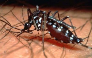 Mosquitos are the most potent vectors for transmitting Dengue. Courtesy of Vaccine News Daily.
