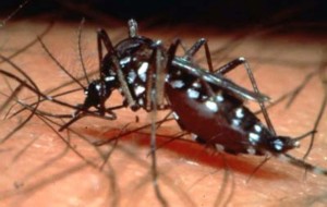 Mosquitos are the most potent vectors for transmitting Dengue. Courtesy of Vaccine News Daily.