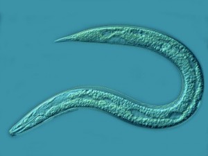 The nematode, seen here, can carry bacteria like Photorhabdus or Xenorhabdus in its gut and parasitize insects. Bacteria are regurgitated in the host and mediate immune suppression and death using bioactive small molecules. Photo courtesy of the California Department of Food and Agriculture. 