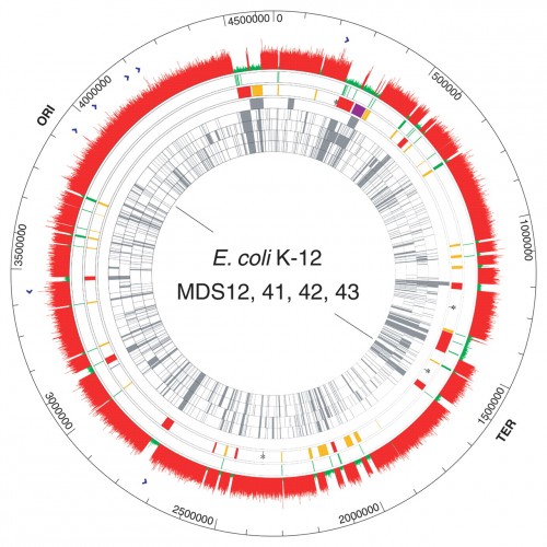 A schematic of the complete E. coli genome. Low-cost, rapid sequencing of genomes like that of E. coli has allowed researchers like Jason Crawford to look for gene clusters of unknown function gained in evolutionary leaps. These clusters have the potential to yield biomedically relevant natural products. Photo courtesy of Science Magazine. 