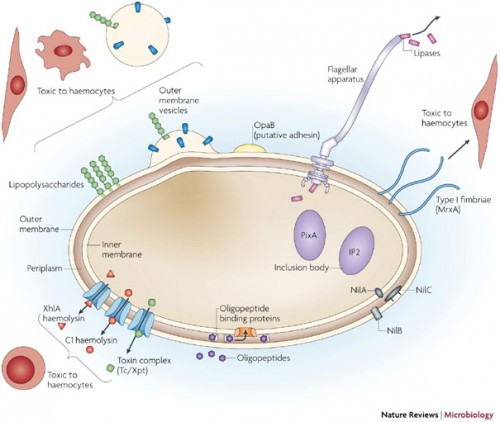 Mechanisms of host interaction in the Xenorhabdus nematophila bacterium. Once regurgitated by nematodes in host insects, the bacterium utilizes various secondary metabolites acting as immunomodulators, insecticides and more. Photo courtesy of Nature.