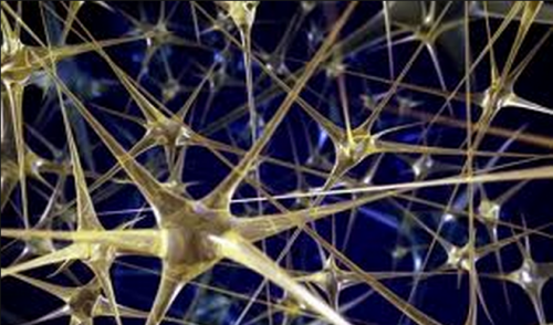 The mechanisms behind how the brain manages trillions of connections between neurons during development remain unclear. Courtesy of Insane Dev.