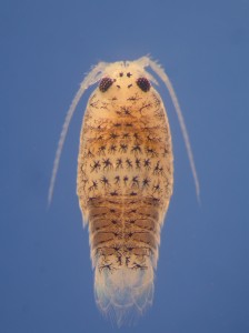 The speckled sea louse, Eurydice pulchra, is the source of insight on circatidal clocks. Photo courtesy of Dr. David Wilcockson.
