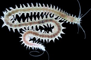 An immature adult form of Platynereis dumerilii, a marine annelid worm that was used to study the circalunar clock and its interactions with the circadian clock. Photo courtesy of Dr. Kristin Tessmar-Raible.