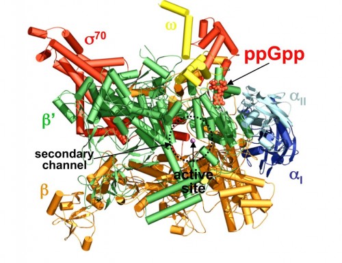 A computer-generated schematic of ppGpp and RNA polymerase. Surprisingly, ppGpp does not bind to polymerase’s active site. Photo courtesy of Yuhong Zuo, Yeming Wang, Thomas A. Steitz.