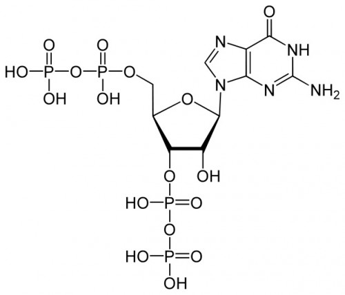 Guanosine pentaphosphate (ppGpp), an alarmone found in bacteria and plants. Photo courtesy of TriLink Biotechnologies.