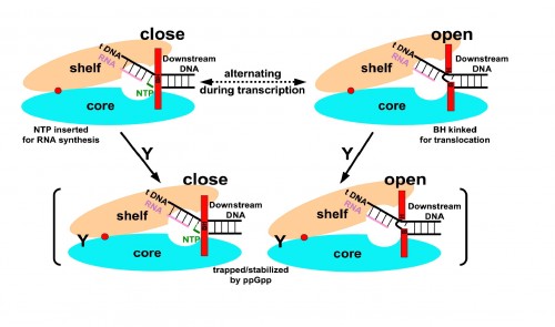 ppGpp (represented in this diagram by “Y”) inhibits RNA synthesis by binding to RNA polymerase (composed of a shelf and core) and slowing down the rate at which it opens and closes. This prevents the polymerase from rapidly ratcheting along a strand of DNA.  Photo courtesy of Yuhong Zuo, Yeming Wang, Thomas A. Steitz.