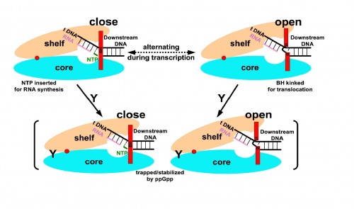 ppGpp (represented in this diagram by “Y”) inhibits RNA synthesis by binding to RNA polymerase (composed of a shelf and core) and slowing down the rate at which it opens and closes. This prevents the polymerase from rapidly ratcheting along a strand of DNA. Photo courtesy of Yuhong Zuo, Yeming Wang, Thomas A. Steitz.