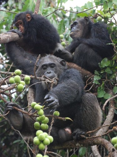 Chimpanzees living in Gombe Stream National Park in Tanzania were the subjects of the study. Fecal samples were collected from six chimpanzees over a span of 9 years. Photo courtesy of Andrew Moeller, taken by Ian Gilb.