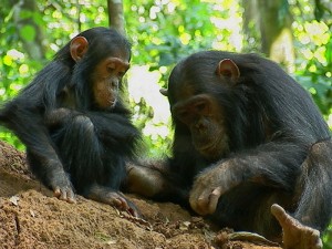 Chimpanzees living in Gombe Stream National Park in Tanzania were the subjects of the study. Fecal samples were collected from six chimpanzees over a span of 9 years. Photo courtesy of The Jane Goodall Institute.