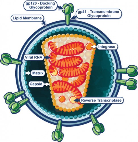 HIV-1, the most common form of HIV in humans, is closely related to both chimpanzee SIV and gorilla SIV. Photo courtesy of the National Institute of Allergy and Infectious Diseases.