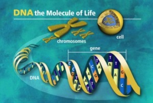 DNA carries the essence of life in the form of genes. Photo courtesy of www.all-about-forensic-science.com.