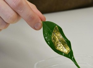 Using an adhesive polymer layer, the nonsoluble polymer is capable of tightly binding to the entire leaf, on both wet and dry surfaces. Graphic courtesy of Peter Rüegg / ETH Zürich