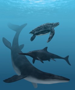 From top to bottom: leatherback turtle, ichthyosaur, mosasaur. Image courtesy of Stefan Sølberg.