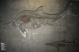 A fossil specimen of an adult and juvenile Stenopterygius quadriscissus, an ichthyosaur species. Image courtesy of Alex Giltjes.