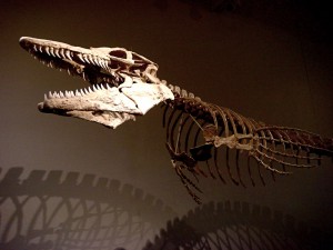 A fossil specimen of Tylosaurus, a mosasaur species. Image courtesy of Marc Banks.
