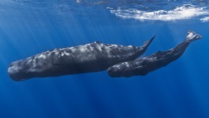 A mother and juvenile sperm whale, examples of the rare occurrence of modern animals with uniform dark coloration. The dark pigmentation would provide a non-reflective surface which may allow the animal to blend into low-light environments. Image courtesy of Réunion Underwater Photography.