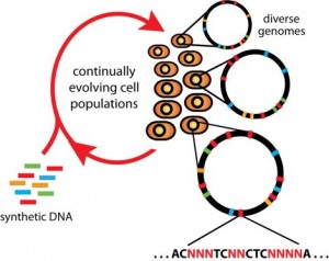 More specifically, these are 90 nucleotide long oligonucleotide fragments that share complementarity with a specific section in the genome. However, one base is intentionally a mismatch to introduce a mutation. 