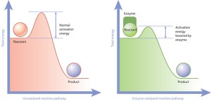 An enzyme speeds up biochemical reactions by lowering the energy needed for them to occur. Image courtesy of Nature Education.