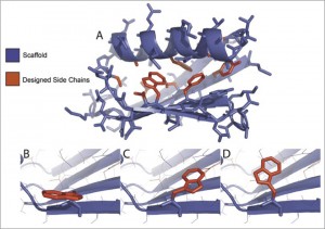 Wilson’s research group designs new enzymes by manipulating the shape of the protein scaffold and the functional side chains that are attached. Image courtesy of Biotechniques.com.