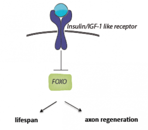 One of the most interesting discoveries in this study is that insulin may regulate aging and neuron axon regeneration in two separate pathways. This suggests that degenerative neuron diseases such as Alzheimer’s disease, which worsen with age, may be treatable. Courtesy of Alexandra Byrne. 