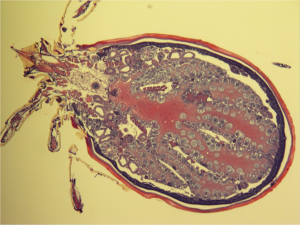 Pictured here is a whole sectioned nymphal tick showing the blood-filled tick gut diverticula. It has been magnified ten times and visualized using a Hematoxylin and Eosin stain. Courtesy of Dr. Sukanya Narasimhan, Yale University Department of Internal Medicine. 