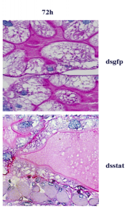 Here is a comparison of normal ticks (top) compared with ticks where STAT expression has been knocked out (bottom). The result is a decreased PM in the bottom panel. It has been magnified forty times. Courtesy of Dr. Sukanya Narasimhan, Yale University Department of Internal Medicine. 