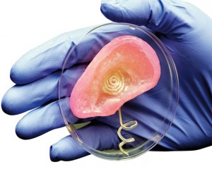 Researchers from Princeton and Johns Hopkins have utilized 3D printing to construct an ear from flexible polymer. Calf cells and nanoparticles were used to enable the ear to pick up sound. Image courtesy of Huffington Post.