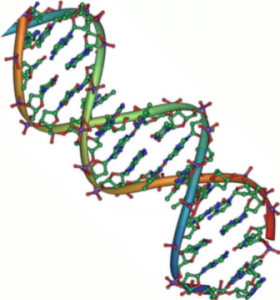 A double stranded DNA helix. Even a tiny mutation in a person’s DNA can lead to enormously destructive diseases. Courtesy of Wikimedia Commons. 