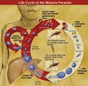 The malaria parasite goes through its life cycle in the human liver and red blood cells. Image courtesy of the National Institutes of Health.
