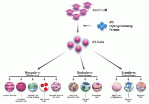 ipsc-pathway