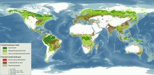 Deforestation is one of the primary ways of expanding cropland. Its impact on the world around us is still uncertain. Image courtesy of Sustainability Teachers.