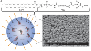 The nanoparticle is designed by the synthesis two biodegradable polymers and decoration a specific signal peptide that targets the cell nucleus. Each nanoparticle is between 10-100nm long.