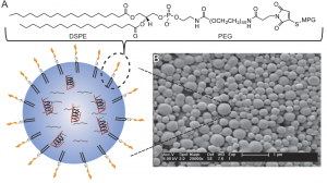 The nanoparticle is designed by the synthesis two biodegradable polymers and decoration a specific signal peptide that targets the cell nucleus. Each nanoparticle is between 10-100nm long. 