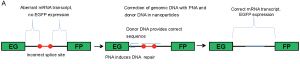 Gene editing allows specific mutations to be permanently corrected by the recruitment of repair machinery that is already native to the cell. These changes are then maintained after cell division.