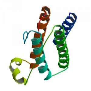 The structure of leptin, a metabolically important hormone. Image courtesy of the PDB Protein Data Bank.