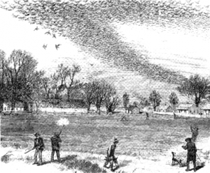 This 1875 drawing shows flocks of passenger pigeons hunted down in the 19th century. 