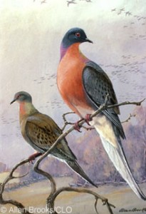 Passenger pigeons became extinct in 1914. Little research had been carried out about their habits then, so modern scientists are still dealing with a lack of information about the birds.