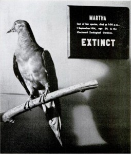 Martha, the last surviving passenger pigeon, died in captivity in 1914, leading to the extinction of her species. She is now being displayed at the Smithsonian institution.