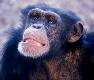 Chimpanzees: humans’ most closely related relatives genetically.